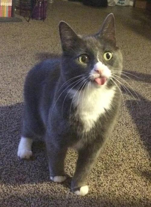 coolcatgroup:dailyblep:Big blep for a little kitty@mostlycatsmostly tuxedo blep