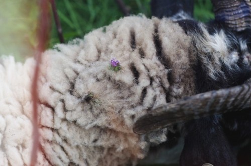 moderngargoyle: I try to help them keep their wool clean, but I secretly love it when they get littl