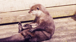 Baby Animal Posts