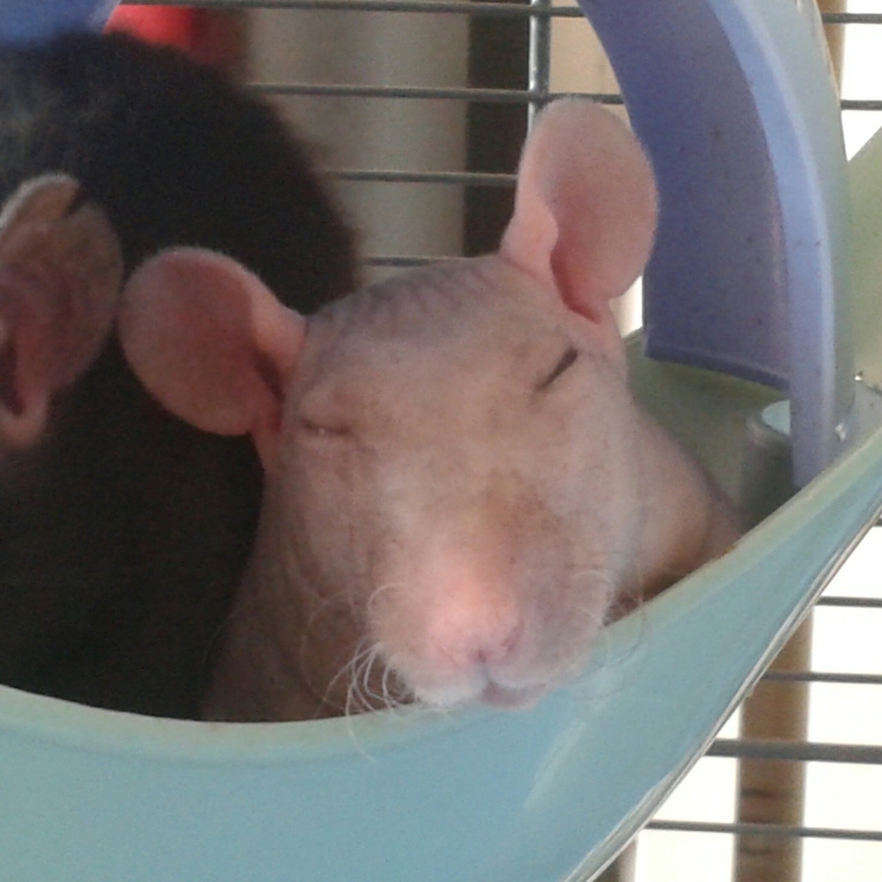 veraverorum: Stages of Sugar falling asleep