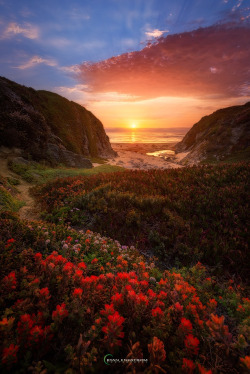 travelgurus:            Path to Paradise -   Ryan Engstrom - Big Sur, Garrapata State Park                 Travel Gurus - Follow for more Nature Photographies!  