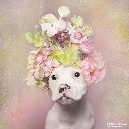 tamponinateacup: awesome-picz: ‘Pit Bull Flower Power’ by  French photographer Soph