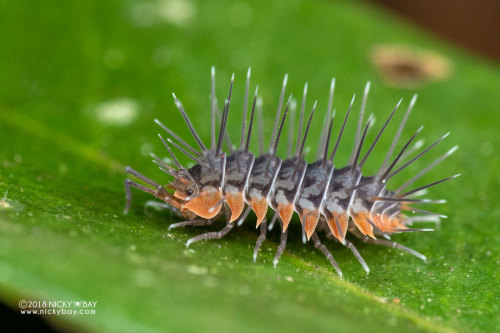 onenicebugperday:Spiny woodlouse,Calmanesia sp., MadagascarPhotos byNicky Bay // Website // Facebook