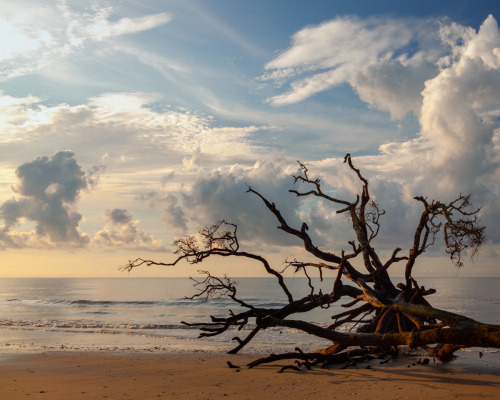 Morning Clouds at the Boneyard Beach at Botany Bay, Edisto Island, SC© Doug Hickok   More here&helli