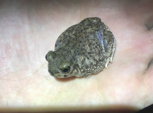 toadschooled: Here we see a Mexican spadefoot toad [Spea multiplicata] sporting a large silver scar 