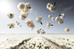 floralls:    Gravity - Flower Power by 