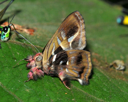 onenicebugperday:Metalmark butterflies in the genus AnterosFound from Mexico down through Central Am