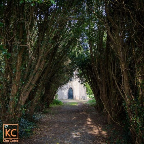 Tree tunnels always feel a bit magical ✨ &hellip; #travel #ireland #irelandtravel #travelireland