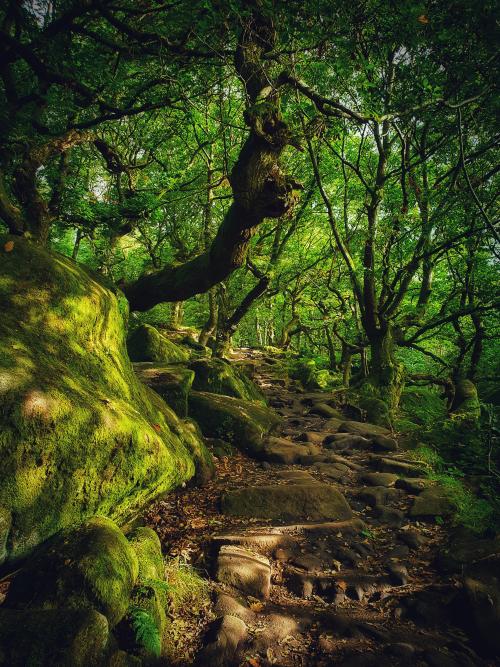 Padley Gorge, The Peak District, U.K. [3024x4032] [OC] via /r/EarthPorn ift.tt/3hFOrwv