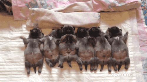 gifsboom:  Video: Pug Puppies Sleeping in a Row