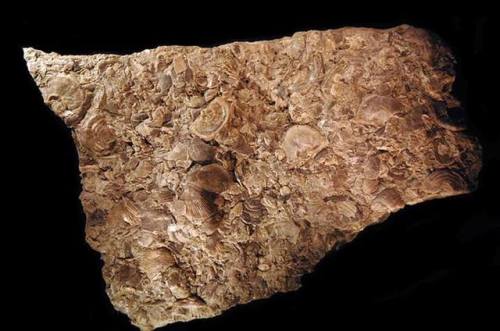 Ordovician fossils and textbook species evolutionThis rock is a piece of fossil-rich limestone from 