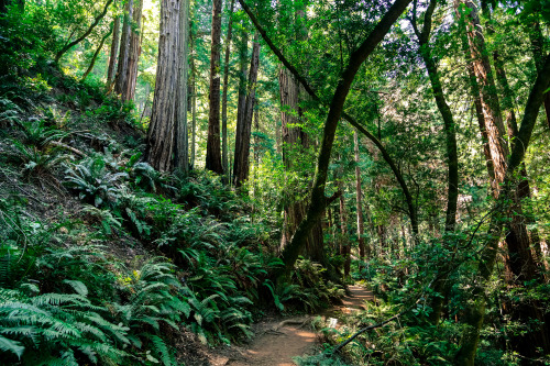 steepravine: Trail Through Redwoods, Bays And Ferns (Muir Woods, California - 8/2014)
