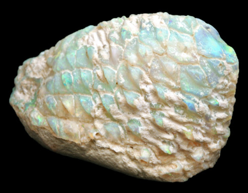 bijoux-et-mineraux: Opalized Pine Cone Fossil