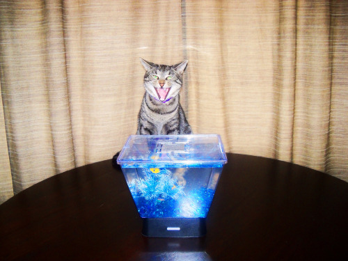 derpycats