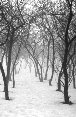 Elegy for a Dream