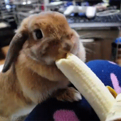 his-submissive-girl:  The bunny loves banana!! 