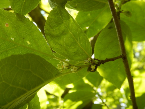  Rhamnus lanceolata species that often was associated with alkaline dry hillsides, open talus hillsi