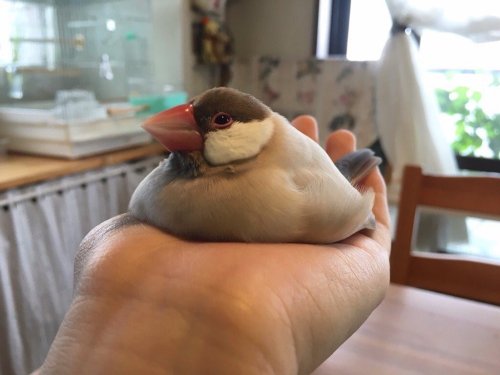 fat-birds: brettanomycroft: artemuscain-gamingandbs: it melt. :o @fat-birds An excellent birb blob, 