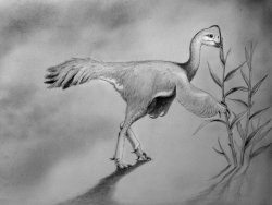 rhamphotheca:  Feathered Dinosaurs were Diverse, Like Darwin’s Finches by Megan Gannon Flightless feathered dinosaurs with parrotlike beaks and long, skinny claws that scampered around North America may have been the Darwin’s finches of the Late Cretaceou