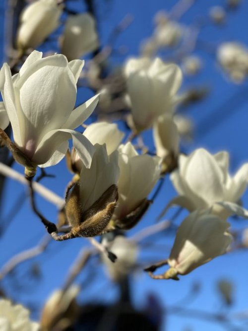 Mokuren (lily magnolia) obidome brooch, by Shota Suzuki. I love magnolia, they herald spring and alw
