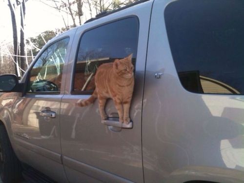 red-trans: haggady: cats are mysterious and powerful and we must respect them ihauntthepeople