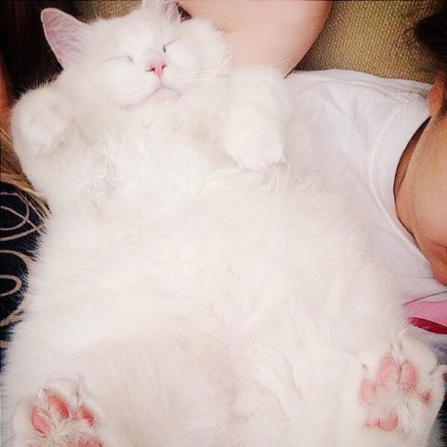 dandychild:somethingnotobscenefunnystuff:This is the fluffiest cat in all of existence.He’s beautifu