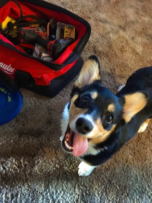 indigothecorgi:A collection of favorites part 1.