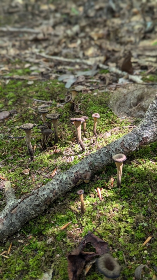 Mushrooms On A Short Hike In North Carolina