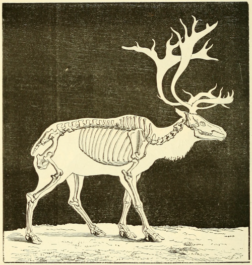nemfrog: Fossil reindeer. La terre avant le déluge. 1874. Internet Archive