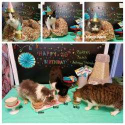 unflatteringcatselfies:We had a birthday