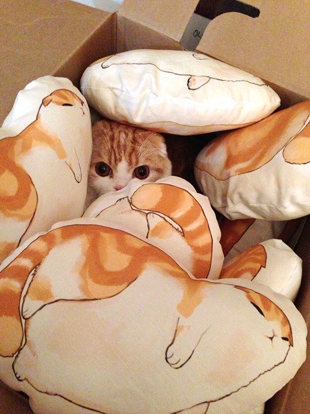 waffles-the-cat:  Peekaboo you can’t see me! Pillows here 