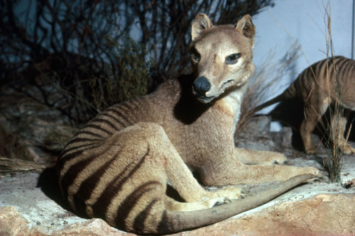 thylacine-dreams:Thylacine taxidermy specimen from the South Australian Museum, formerly displayed a