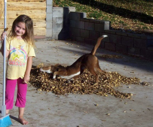 Dogs Freaking Out Over Fall (see 7 more)