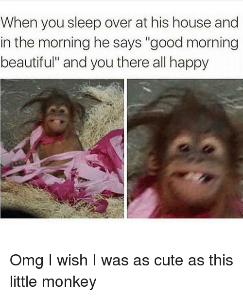 Best Monkey Memes!  Sleep meme funny, Sleep funny, Funny monkey memes