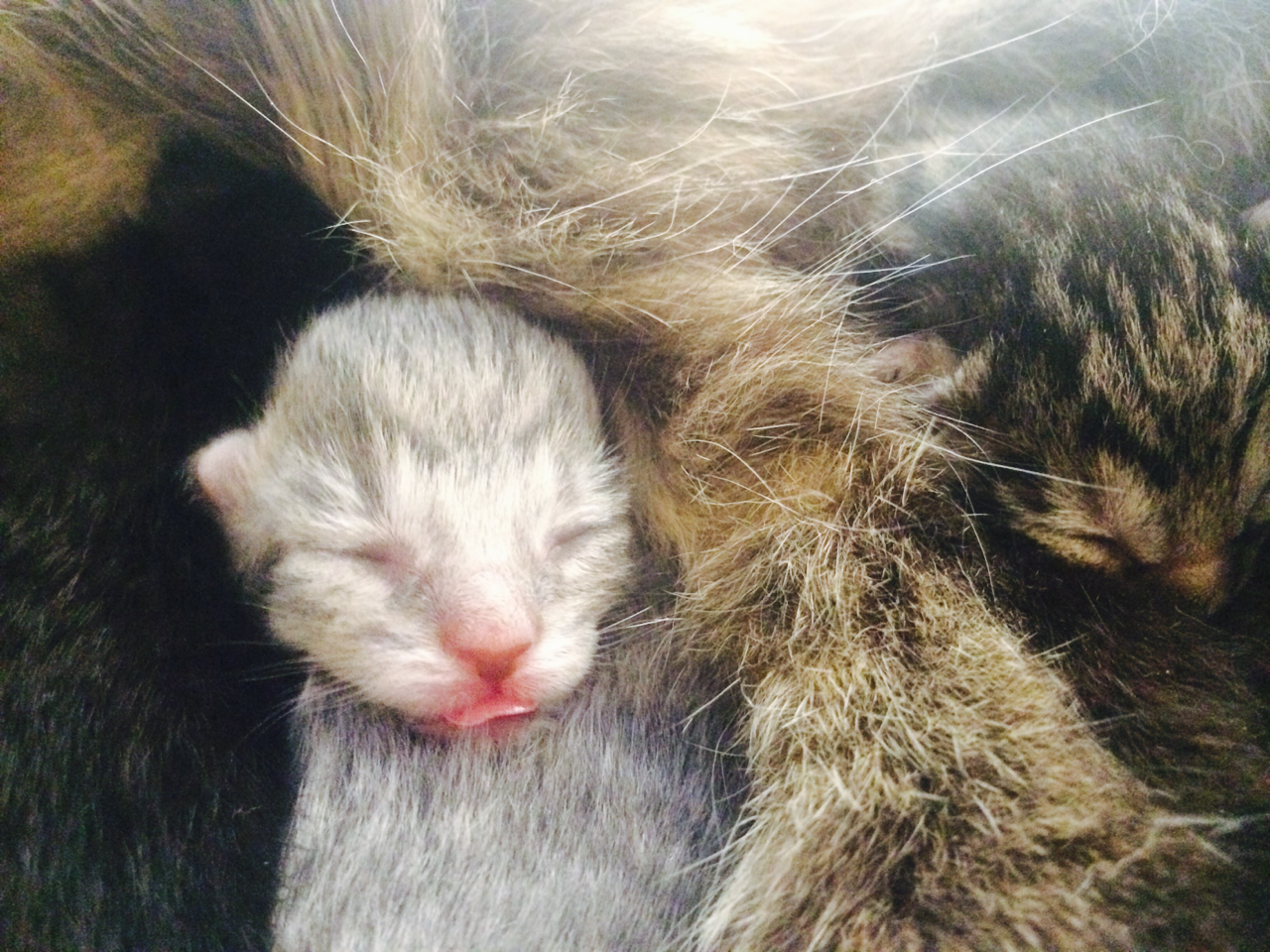 scratchingpad:  You people liked Oliver so much Oprah made four more of him (lucky