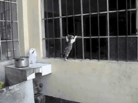 mentalalchemy:  gifsboom:  Mother cat to rescue kitten   I thought this was like some prison forbidden romance shit for cats at first