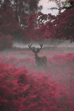 wanderingredleaves:  Max Ellis 