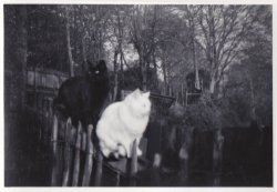 Cats on fence, c. 1960s.
