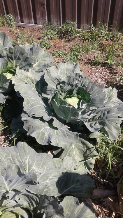 Once again, working from a photo from my veggie patch. Cabbages are doing very well this season and 