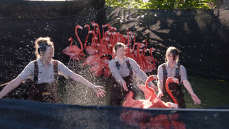 sdzoo:  No lassos in this flamingo roundup. Watch on YouTube. 
