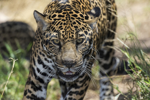 sdzsafaripark:  9 Scary Animals You Shouldn’t Be Afraid Of Read more… 