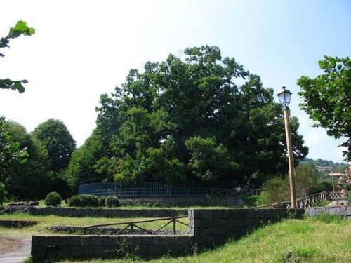 Europe&rsquo;s oldest chestnut treeKnown as the Hundred Horse tree, it has been gracing the eastern 