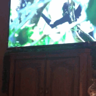 dragonrider44:  foodffs:  the little bastard  I see your little bastard and raise you a curious little bitch 