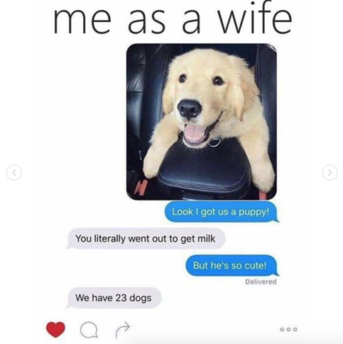 babyanimalgifs: “Me as a Wife” memes  (#2 @sammygoldenking)