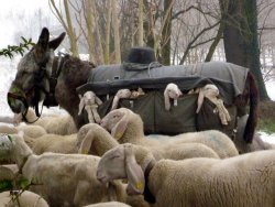 speciesbarocus:  Lambs carried by donkeys