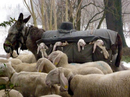 anotherscreamingfangirl:speciesbarocus:Lambs carried by donkeys in special side-saddle as flocks of 