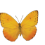 fluttervfly