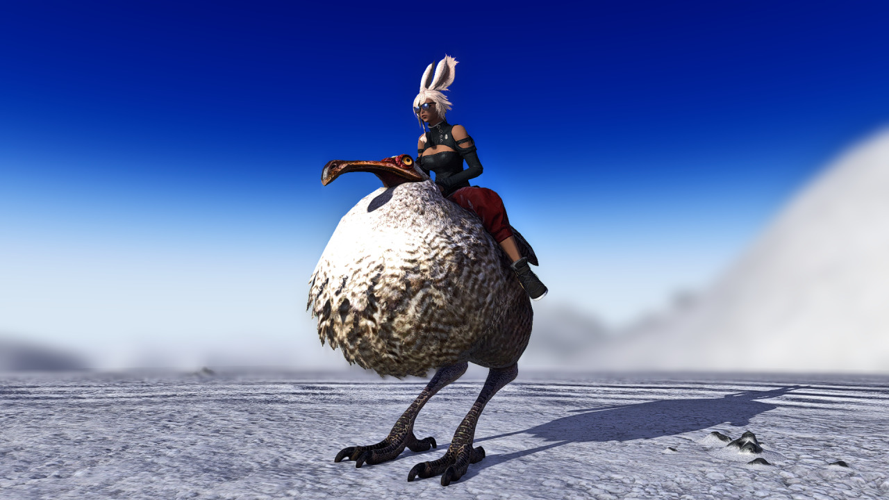 Dodo Mount Tumblr Posts Tumbip Com