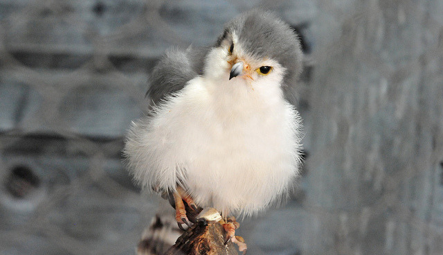 640px x 368px - Search pygmy falcon