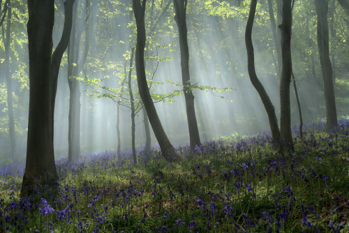 mykindafairytalee: Dorset Bluebell Woods (by peterspencer49)